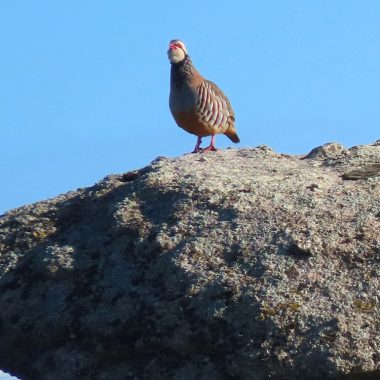 la perdiz con reclamo
