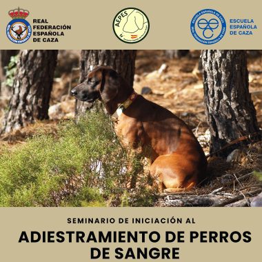 perros de sangre Caza