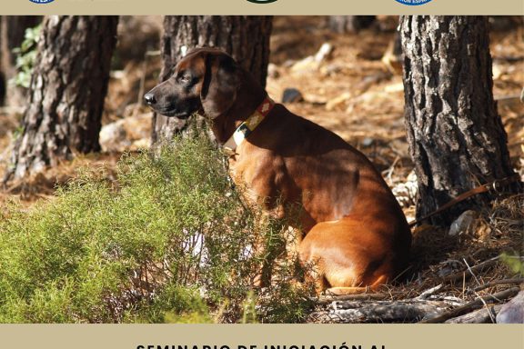 perros de sangre Caza