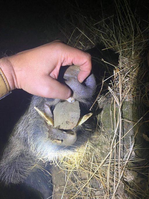 Sensaciones charca