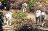 Arrecal ve positivo que los perros de caza pasen a Agricultura