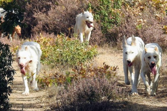 Arrecal ve positivo que los perros de caza pasen a Agricultura