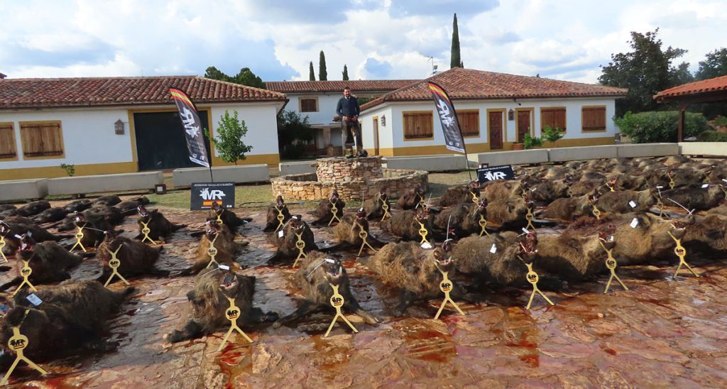 de la Ribera jabalíes