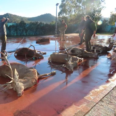 extensión de norma ASICCAZA