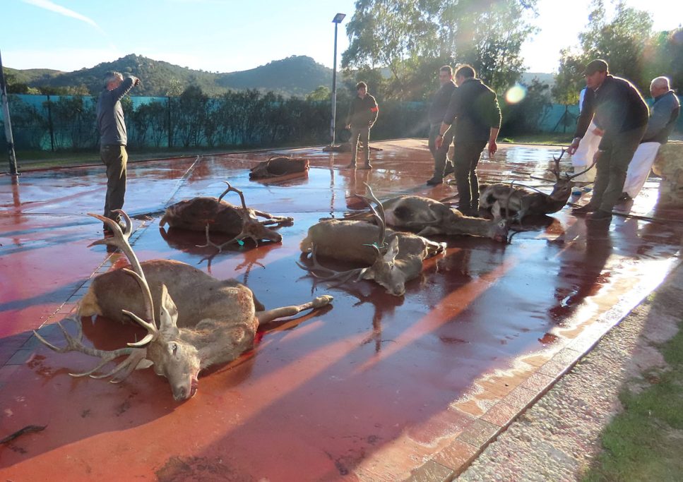 extensión de norma ASICCAZA