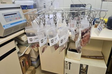 la gripe aviar cazadores