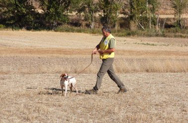 perros de muestra de