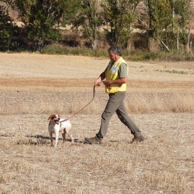 perros de muestra de