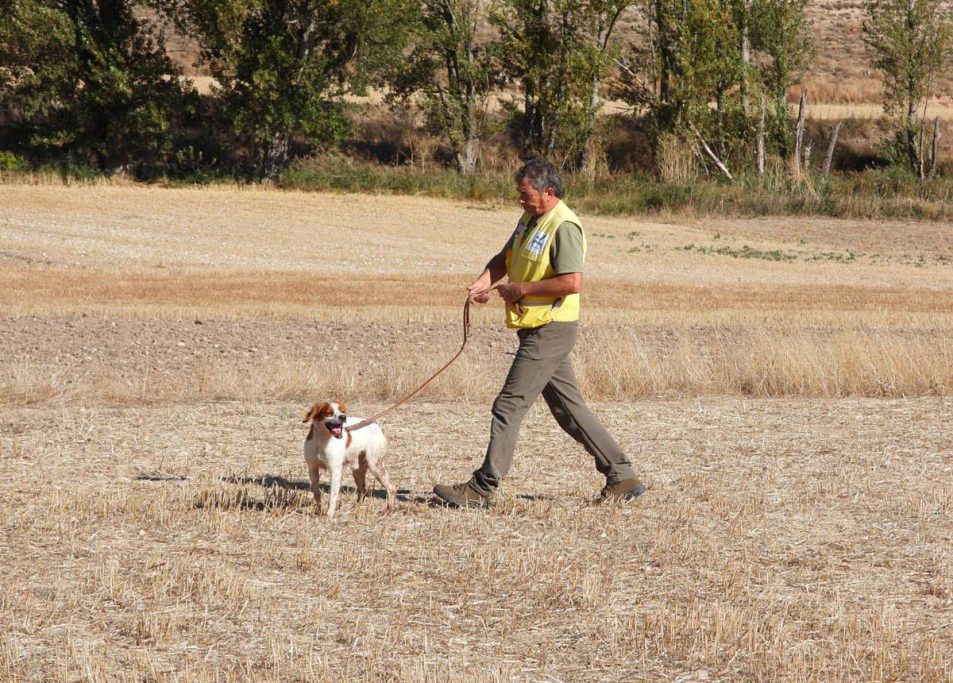 perros de muestra de
