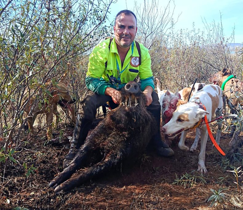 Cazadores Los jabalíes