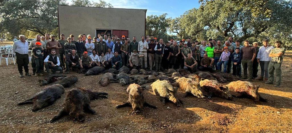 Cazadores Los jabalíes