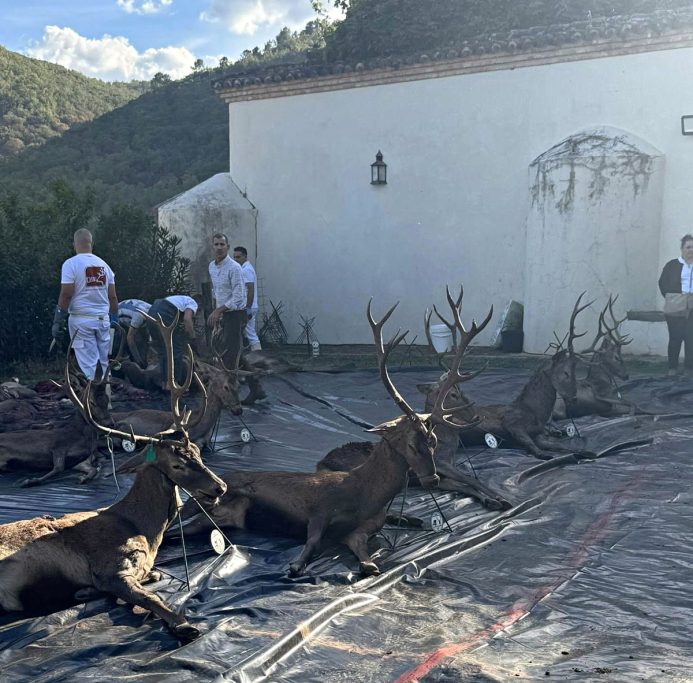 Palacio de Mirabel montería