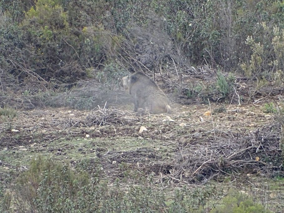 Servicios Cinegéticos Fran jabalíes