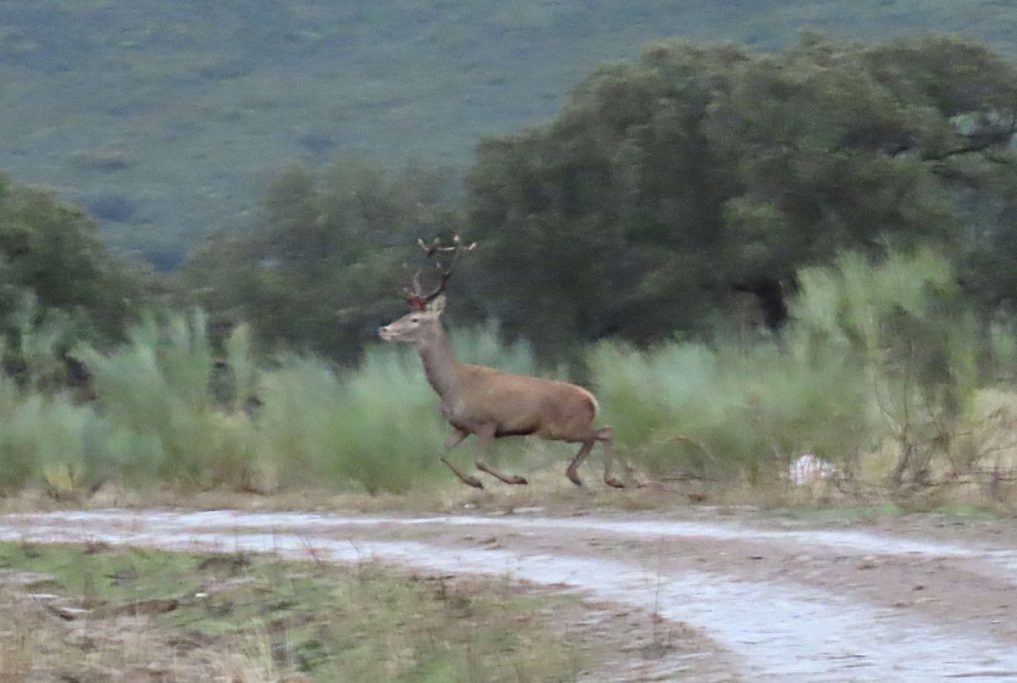 con Pelillo montería