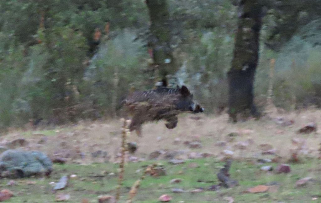 con Pelillo montería