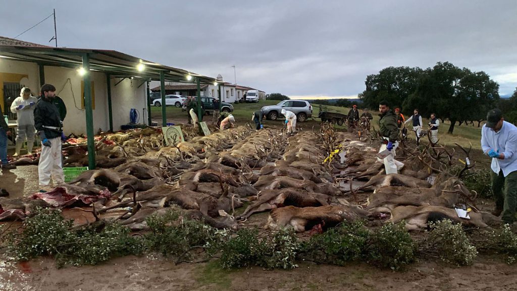 con Pelillo montería