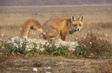 del control de Artemisan