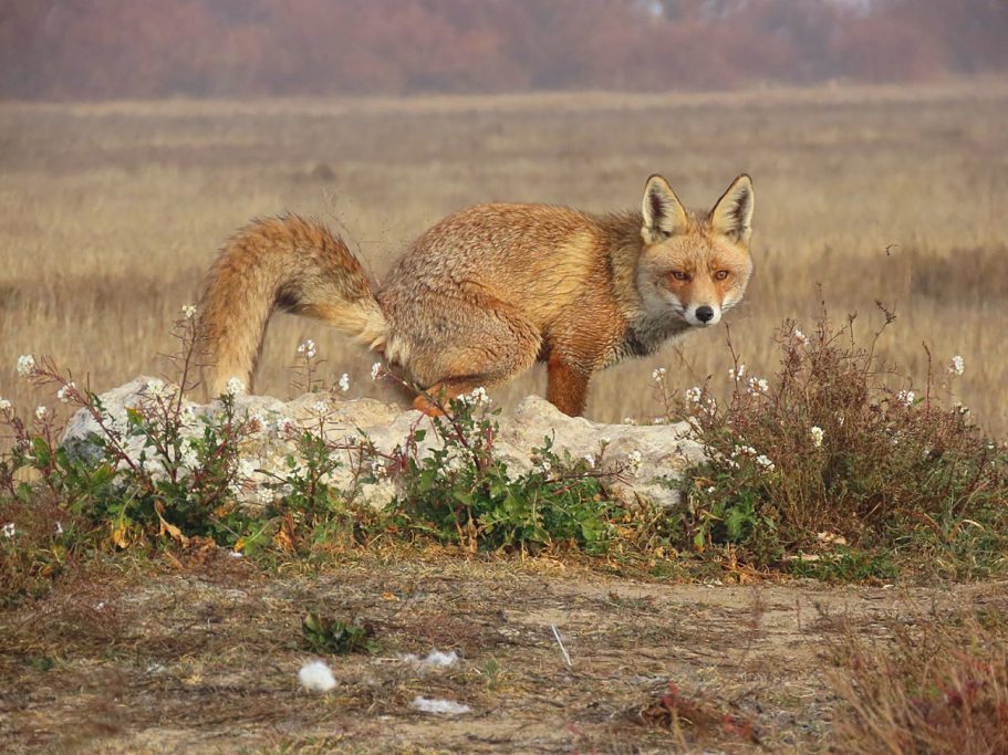 del control de Artemisan