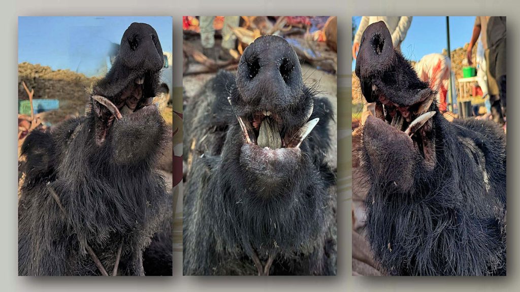 en Calderones Cinegética