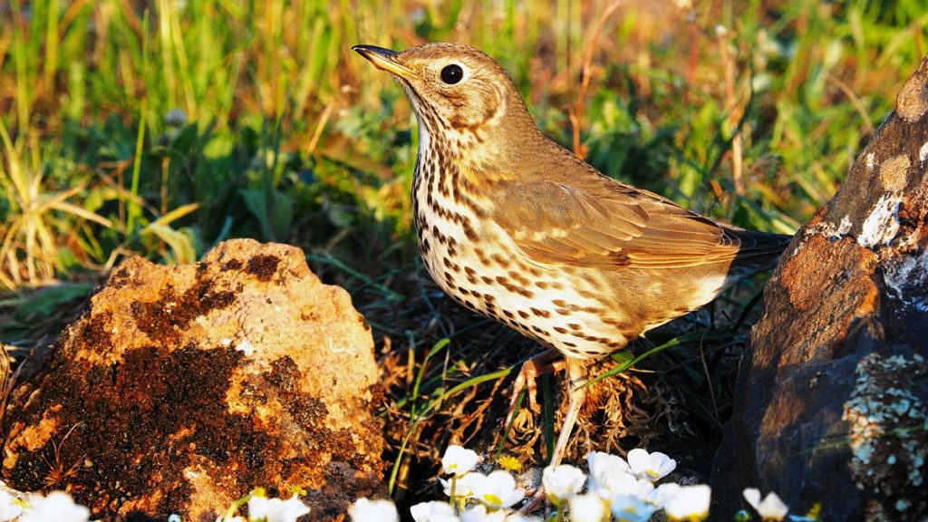 nueva campaña censos