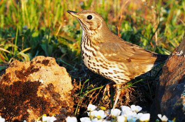 nueva campaña censos