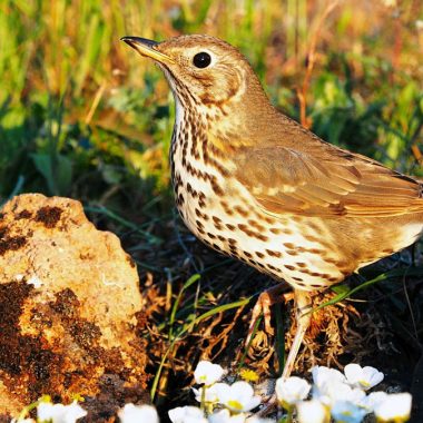 nueva campaña censos