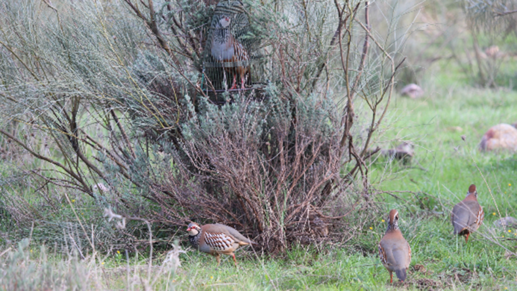caza de perdiz con reclamo