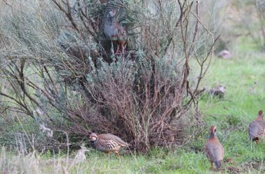 caza de perdiz con reclamo