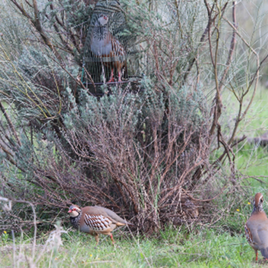 caza de perdiz con reclamo