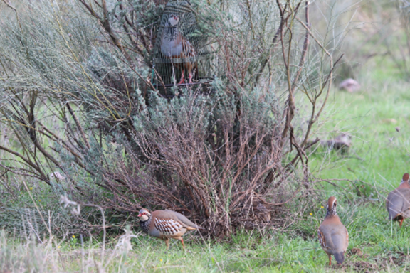 caza de perdiz con reclamo