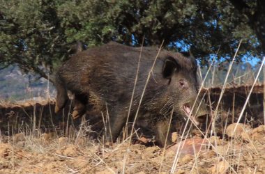 Cárnicas Valmorisco PPA