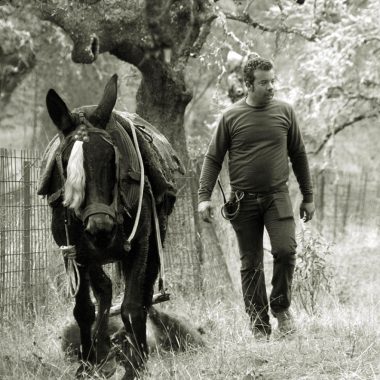 De cronista jabalíes