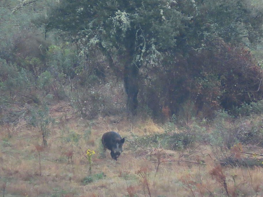 La inteligencia militar