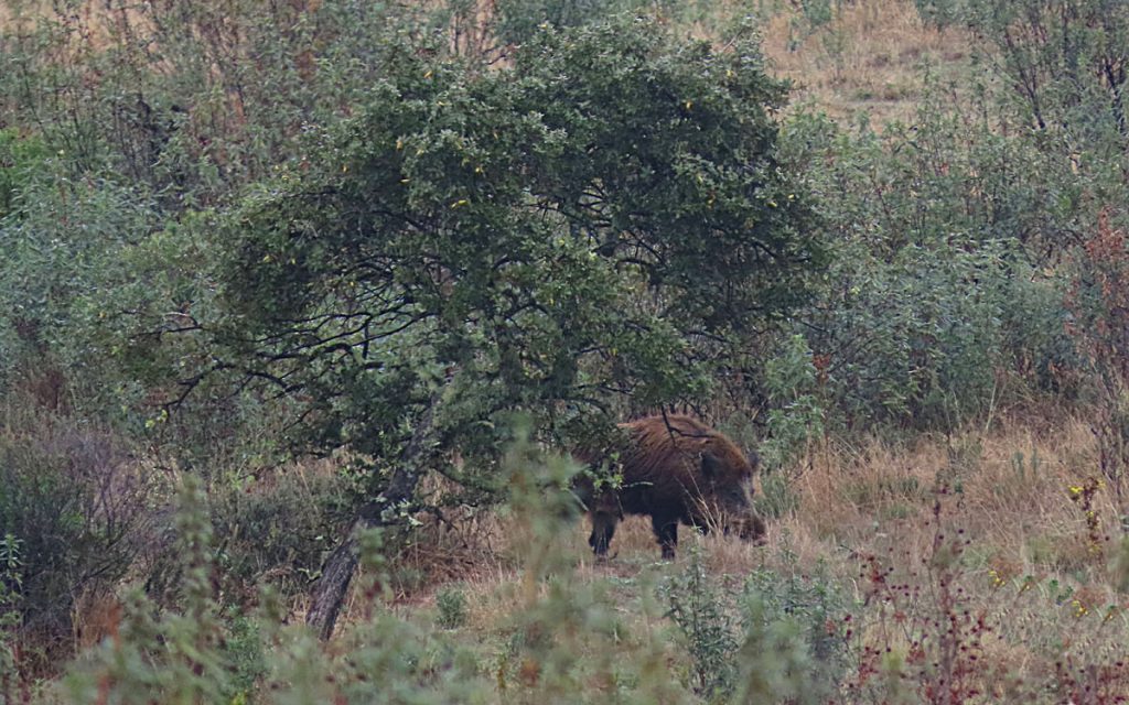La inteligencia militar