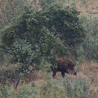 La inteligencia militar