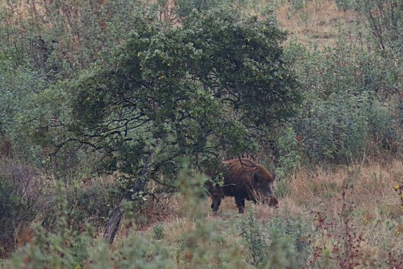 La inteligencia militar