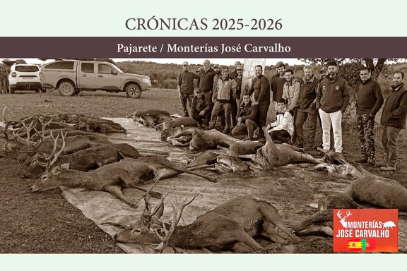 Pajarete montería