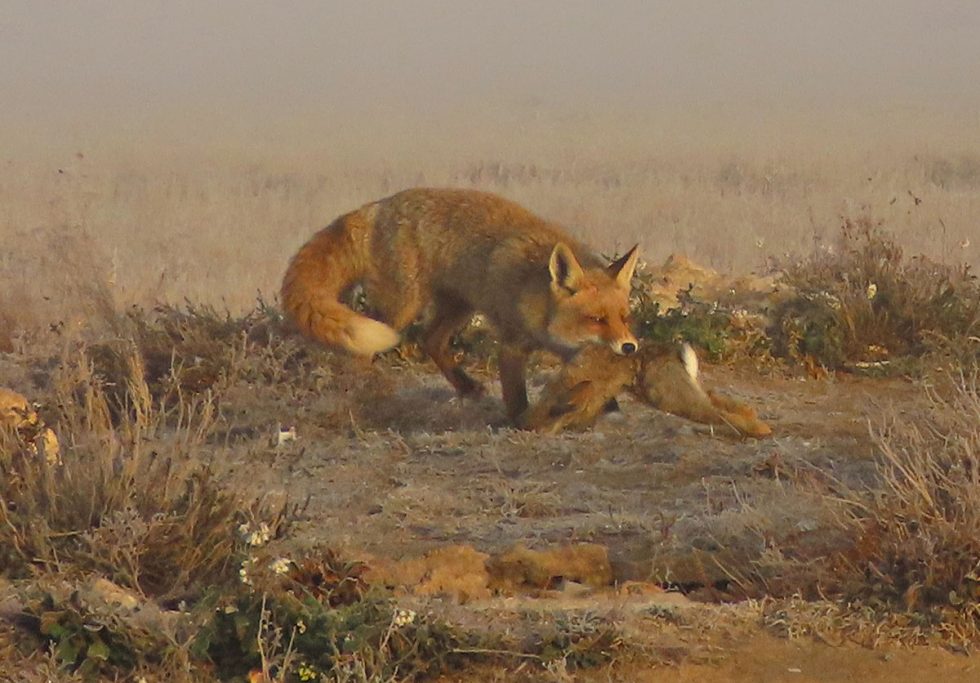 de Predadores en Caza