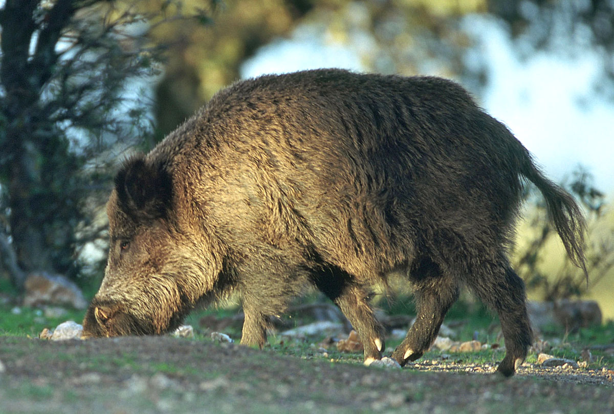 Extremadura pone en marcha la recogida gratuita de SANDACH en acciones ...
