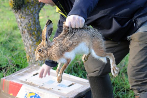 de la liebre Marchamalo