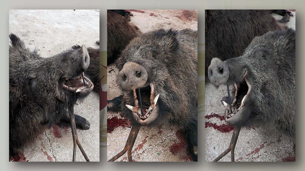 de la montería de Las Mohedas 