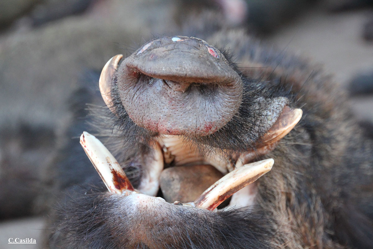 En Las Mengachas monteros