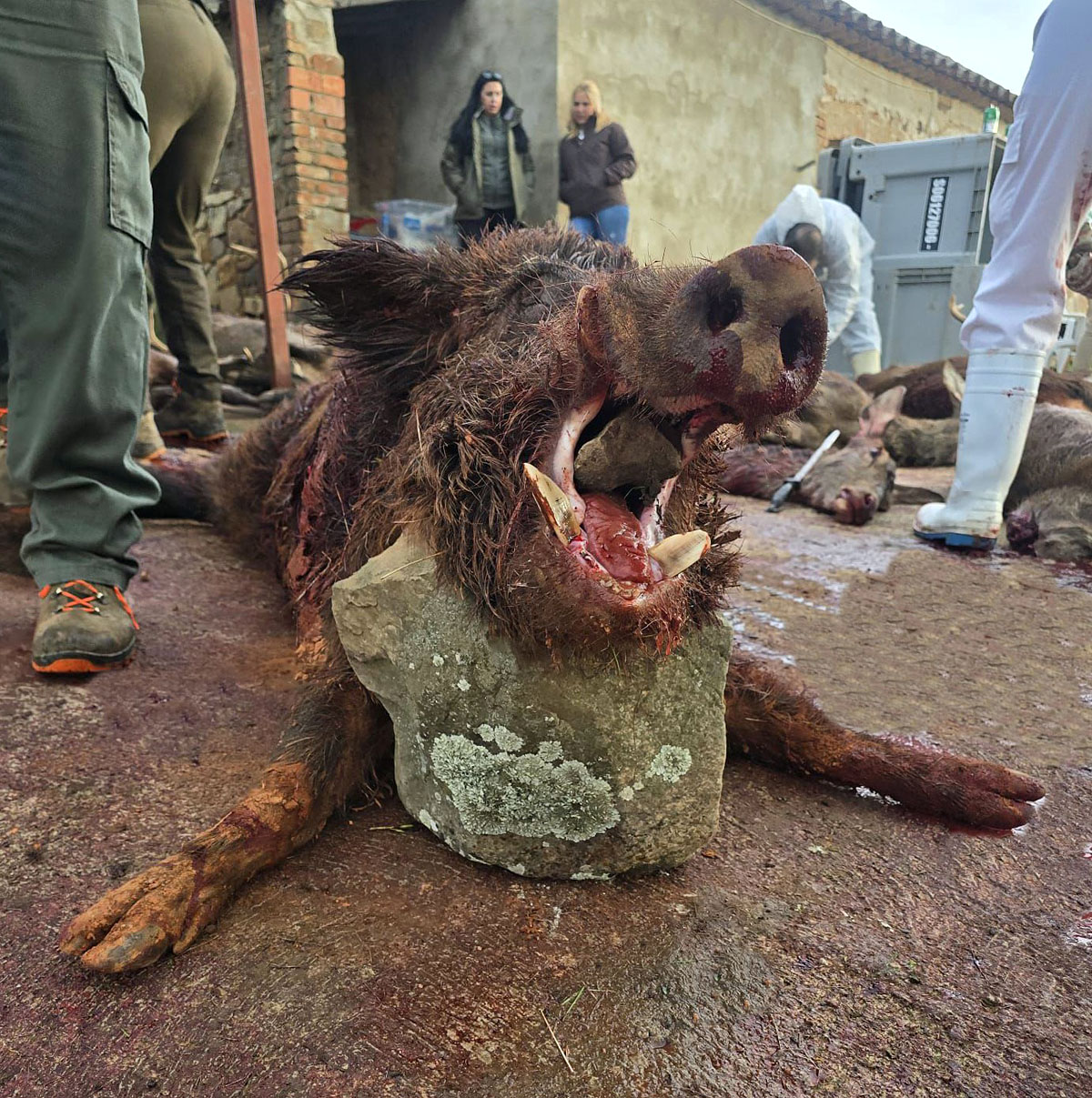 Las Pimientas montería