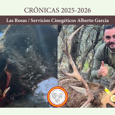 Las Rosas jabalíes