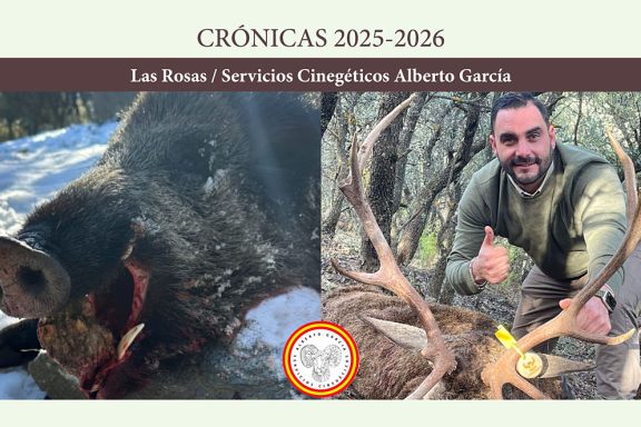 Las Rosas jabalíes