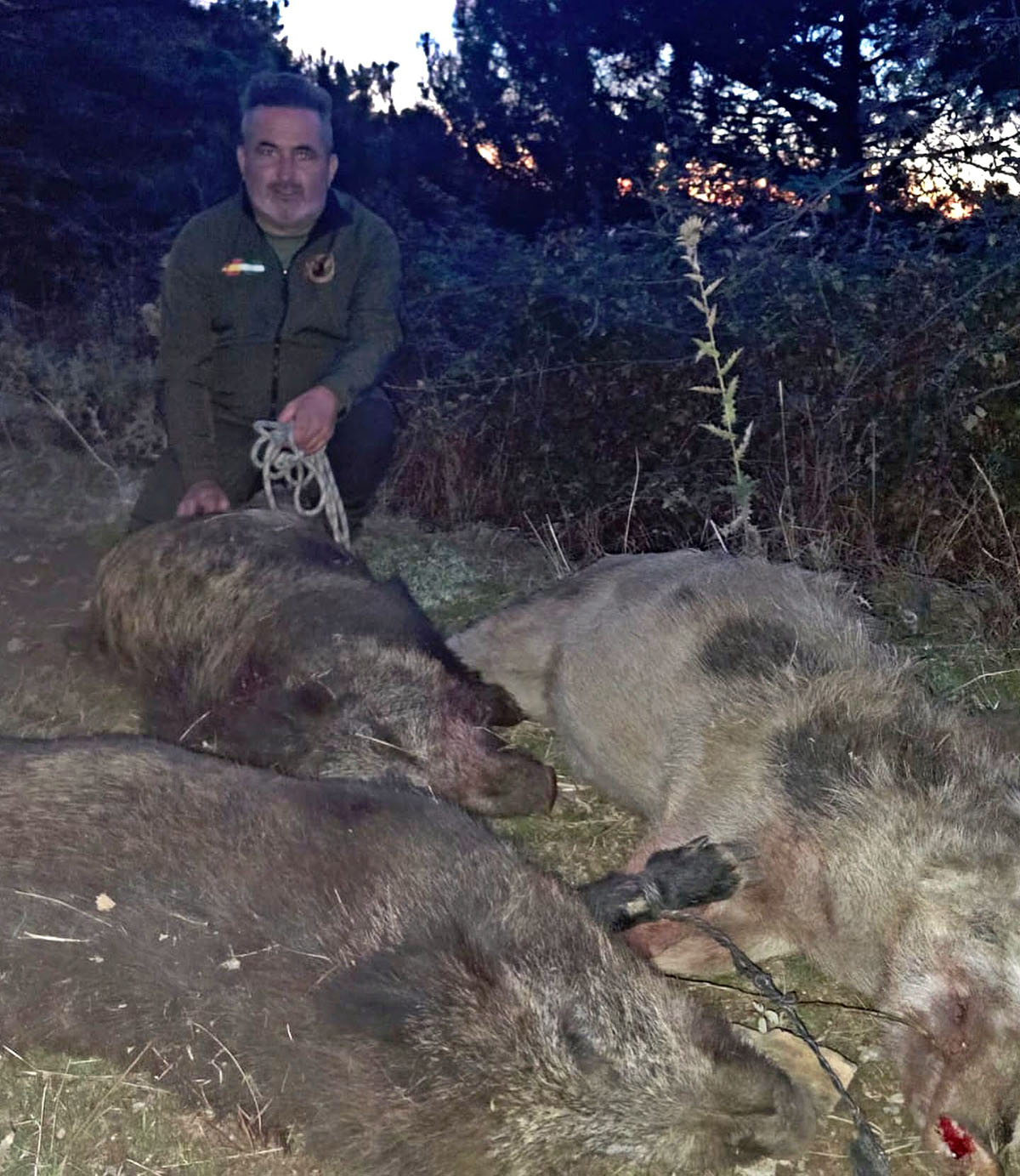 Los Dornajos jabalíes