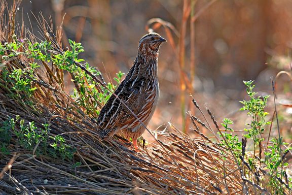 a la caza de la codorniz