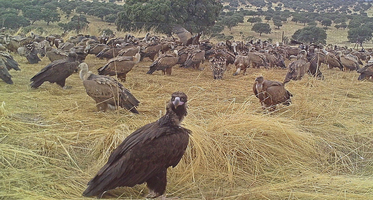 cazadores y buitres