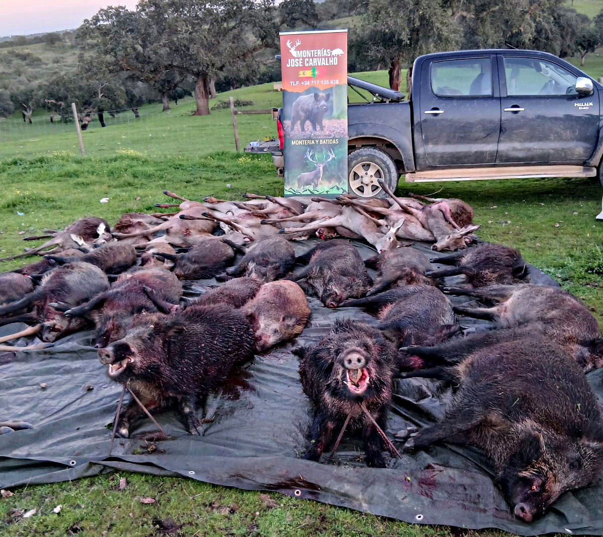 de Negrita montería