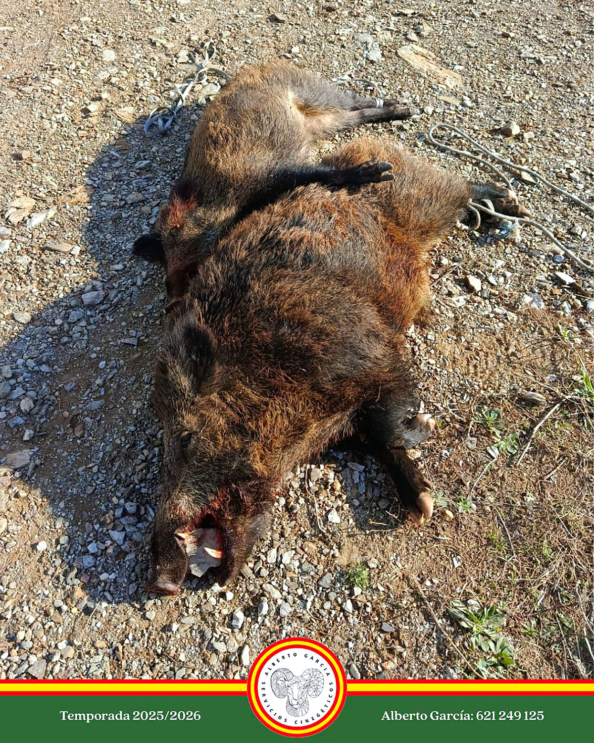 en Barranco Salares jabalíes